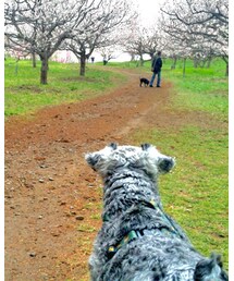 もじゃもじゃな首筋の向こう側は父と犬 | その他