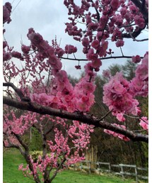 満開の桜！！！ならぬ、梅 | その他