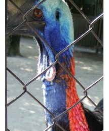 恐竜の名残 | その他