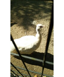 幸せを呼ぶ白い白鳥 | その他