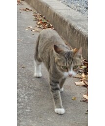 ずっとついてくる猫ちゃん | その他