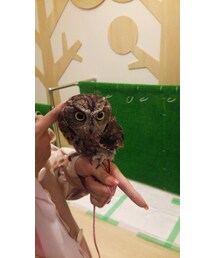 フクロウのゆずちゃん♪ | その他