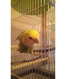 お留守番 | その他