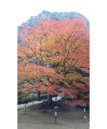 170歳の紅葉 | その他