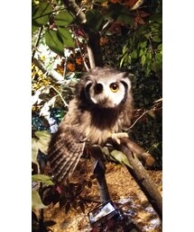 期間限定 フクロウさん | その他