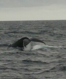 ホエールウォッチング | その他