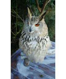 フクロウさん | その他