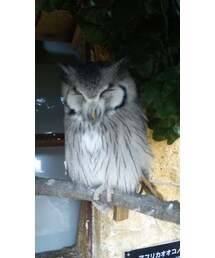 フクロウさん② | その他
