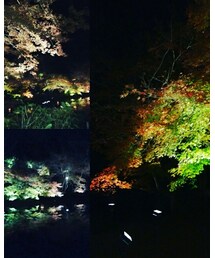 御船山夜景 | その他