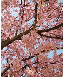 桜満開 | その他