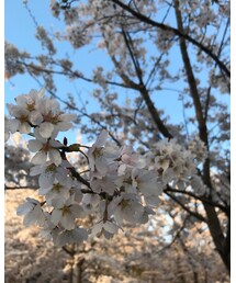 さくら | その他