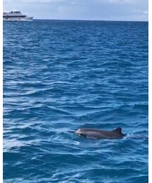 イルカ🐬 | その他