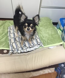 布団汚した犯人① | 全く… 問題児や
カブカブ噛みつきおって(その他)