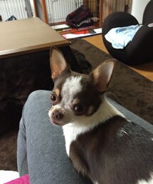 布団汚した犯人② | いつも膝の上にフィット
怒るとジョーズ顏になります(その他)