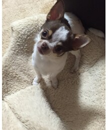 何も動じないピノ君 | 福袋/福箱