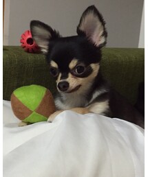 チョコ君 | 福袋/福箱