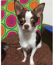 ピノ君 | 福袋/福箱