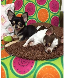 チョコピノ | 福袋/福箱