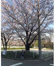 桜とそらのすけ | 満開に近いかな…♡(その他)