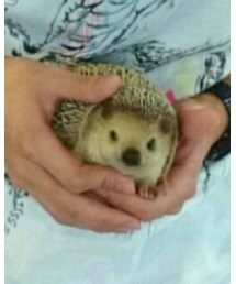 ハリネズミ | 雑貨/ホビー