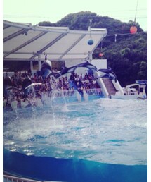 イルカさん | その他