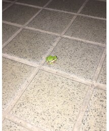 玄関の前で私の帰りを待ってるやつ🐸 | その他