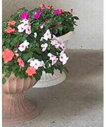 お花🌺 | その他