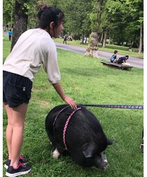 ブタさんと遭遇 | その他
