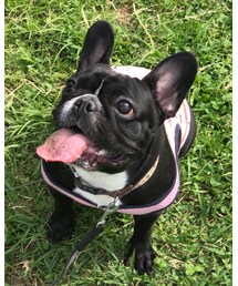 フレンチブルドッグのHANA | その他