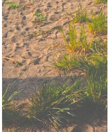 JEANASIS | その他パンツ