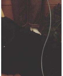 愛犬ライトくん | その他