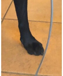 愛犬 | その他