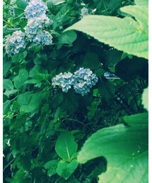 あじさい | その他