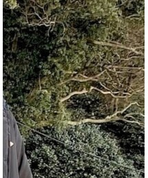 IL BISONTE | ヘアゴム