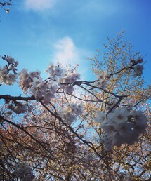 代々木公園 | お花見!!!!!(その他)