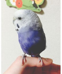 パピ郎 | その他