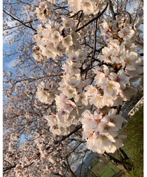 桜 | その他