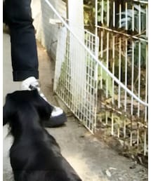 GEORGE COX | ドレスシューズ