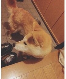 なる「愛犬」 | その他