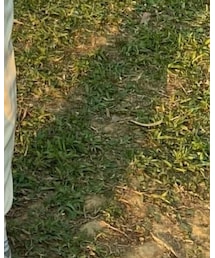 QUEEN SHOP | パンツ