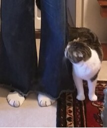 猫足靴下 | ソックス/靴下