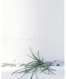 Bonpoint | ワンピース