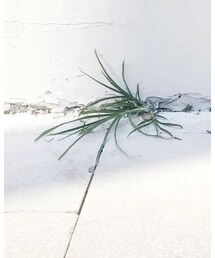 melissa | シューズ