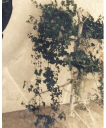 綺麗な緑 | その他