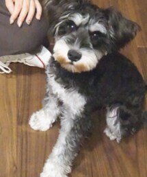 ビビちゃん | その他