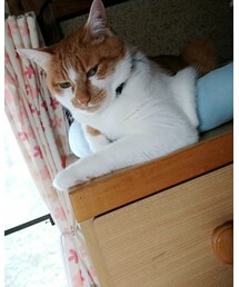 愛猫のミント君 | その他
