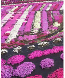 キレイな芝桜見に🌸 | その他