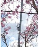 桜の「インテリア(フラワーベース)」