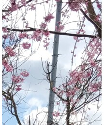 桜 | フラワーベース