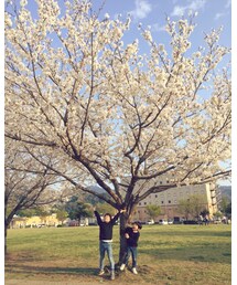 公園の桜 | (その他)